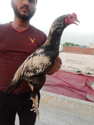 Walleti Pakistani  Aseel patha