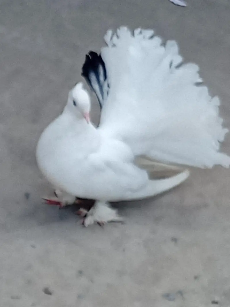fancy. laka. santant — photo 6
