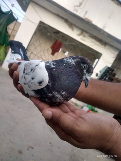 pigeons