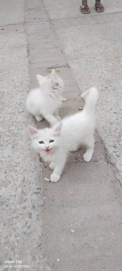Two Persian cats for sell