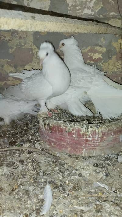 Fril back pigeon