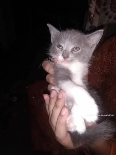 kitten cat