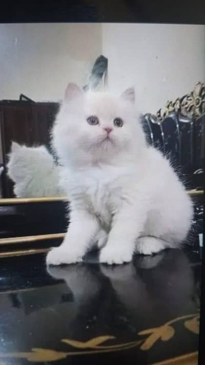 Persian cat for sale my WhatsApp number  03703659905