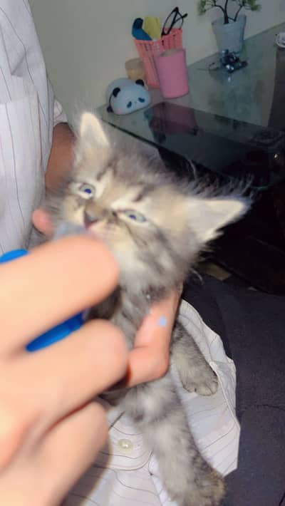 Persian kitten