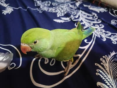 Green Parrot