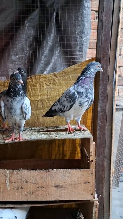 teddy pigeon