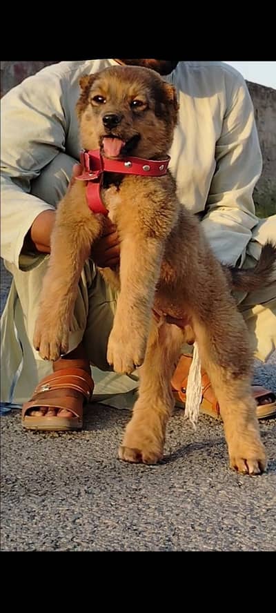 aghan kuchi Dog | mail Afghan Kuchi puppies  | Afghan Kuchi dog