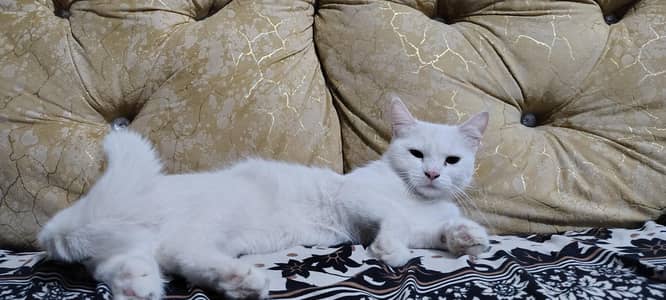 cute cats pair