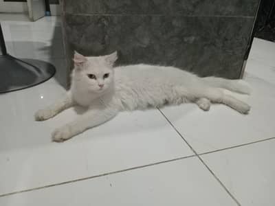 Persian cat for sale trained friendly