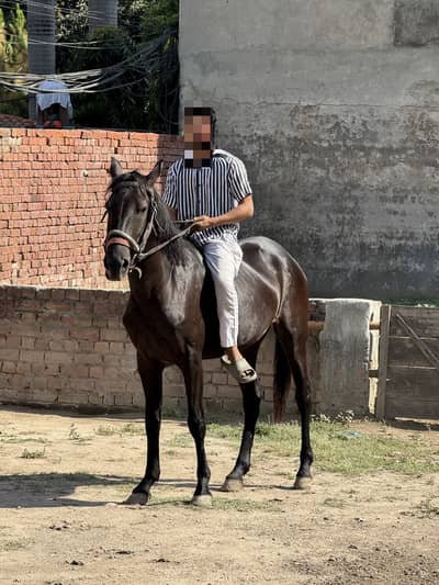 Mushki Filly