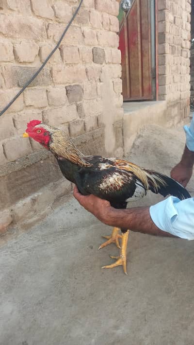 Aseel Breeder Murgh for Sale