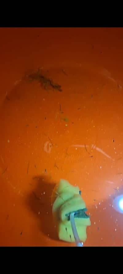 guppy fish fry available