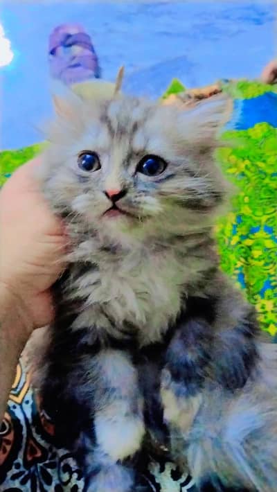 PERSION CAT