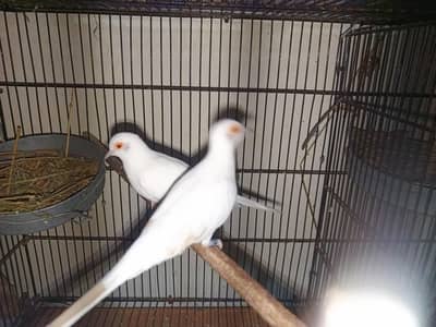 RED PEID AND DAIMOND PEID DOVES breeder pair
