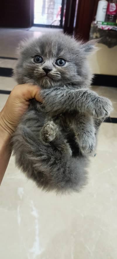 In Gujrat Persian triple coated kittens for sale price will be neg