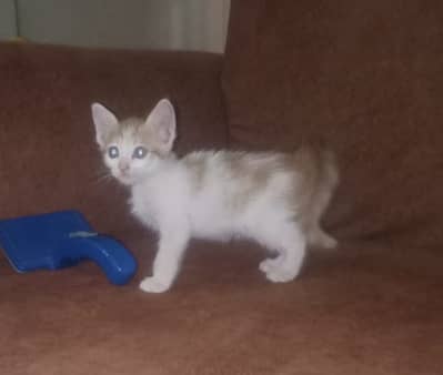 Playful Persian/Turkish Cross Kittens
