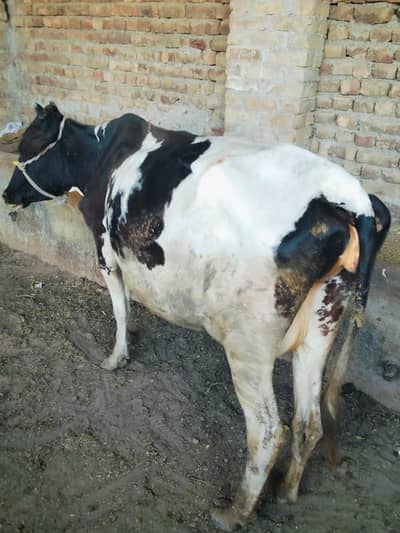 3 din ki tazi soi dusra suwa pechy bachrii 03409392913
