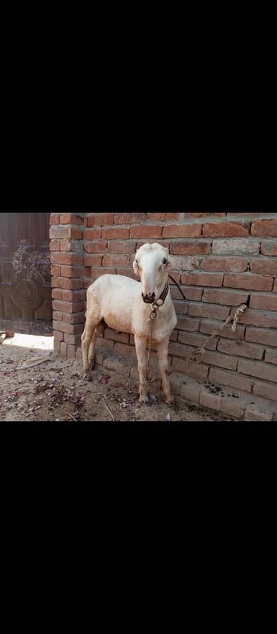 Pure Mundra Daira gazi khan ka nakorda face ma 03039189399