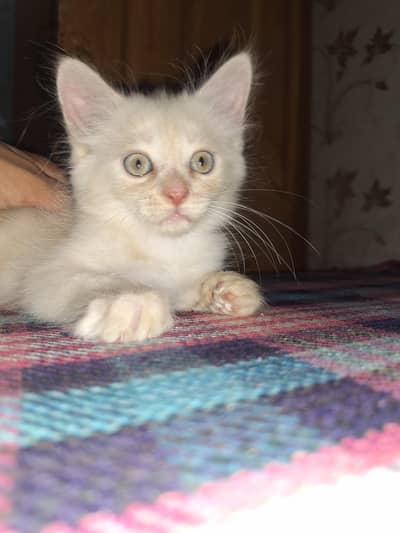 persian kitten