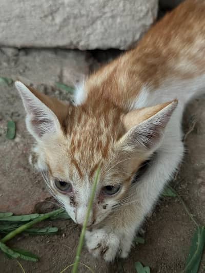 orange tabby and white cat 