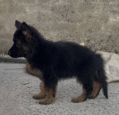 Pink pedigree black mask imported bloodline female puppy