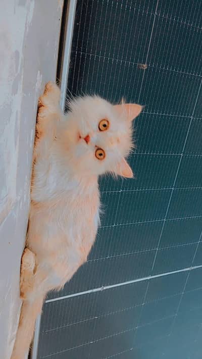 Persian Cats for Sale 1 Male 2  Female Triple Coated