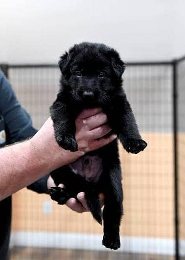 Pedigree long coated black German shepherd puppies available for sale
