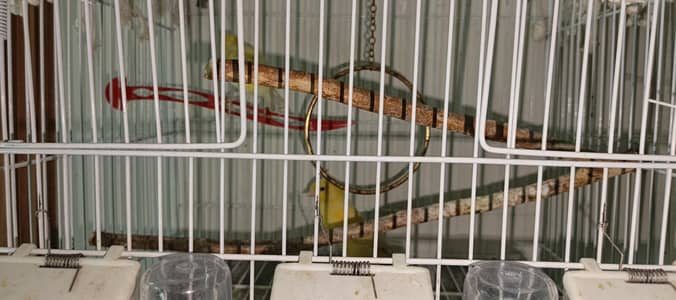 Complete Birds Aviary Setup for  All Birds  & Accessories
