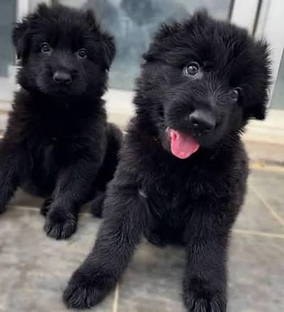 Pedigree long coated black German shepherd puppies available for sale