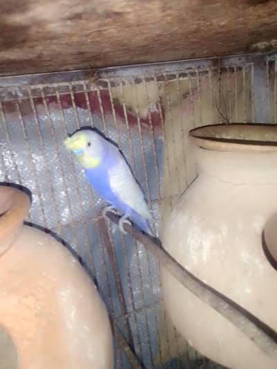 budgie