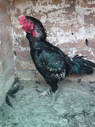 Aseel Thai vatenami breeder pair