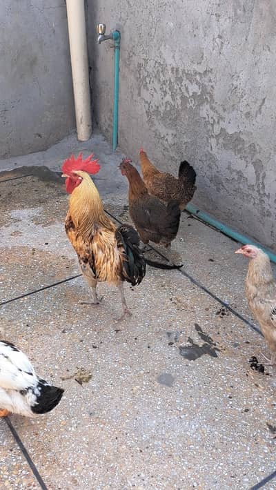 golden misri male