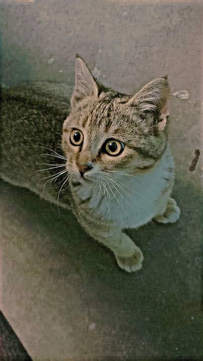 Cat For Adoption
