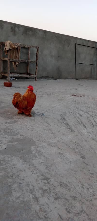 golden  buff female for sale bantam golden colo male