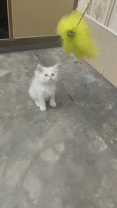 Persian male kitten / Hazel eyes / Semi punch face kitten /03247627801