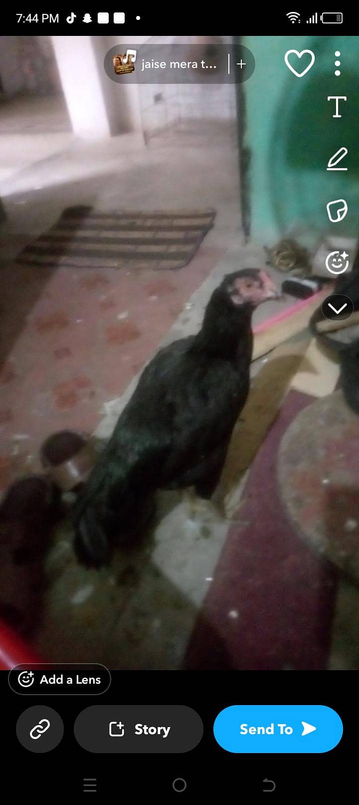 murge 0