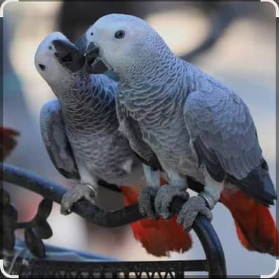 African Grey Parrot