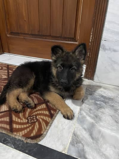 German shepherd puppy for sell.