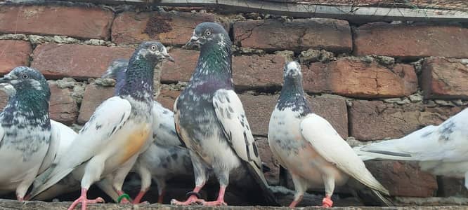 Vip Goldan taddi jhonsiry pigeons for sale.