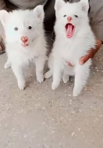 Russian dog puppy for sale vaccine mukammal potty train