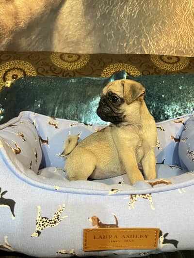 Pug female