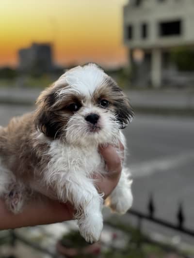 Shih Tzu Pup (Shitzu Shihtzu)