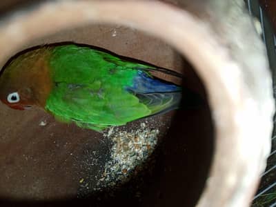 fisher breeder female. . .