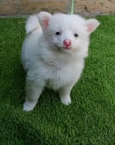 Russian dog puppy for sale vaccine mukammal potty train