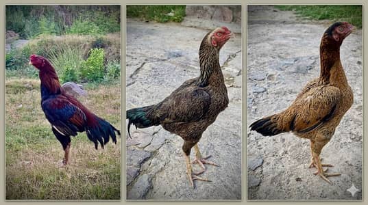 Aseel. . . . . 1 male 2 female