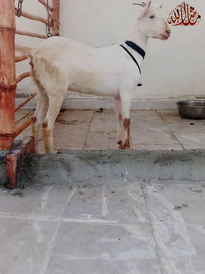 Abluck Gulabi Teddy female