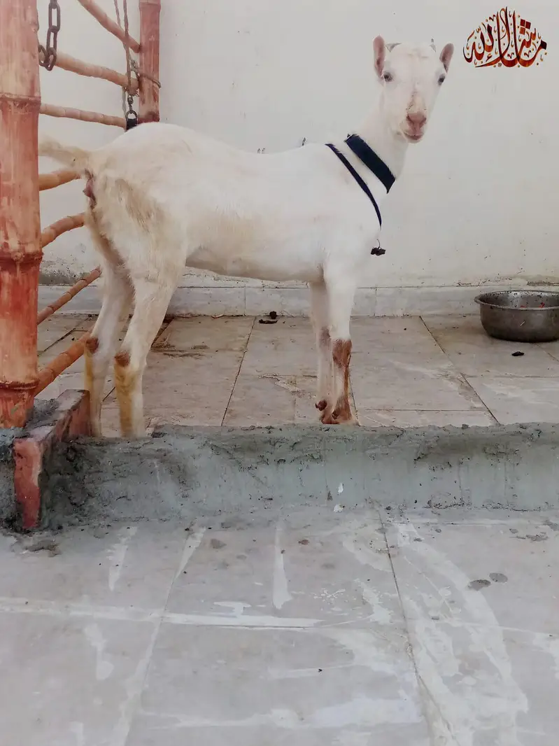 Abluck Gulabi Teddy female — photo 2