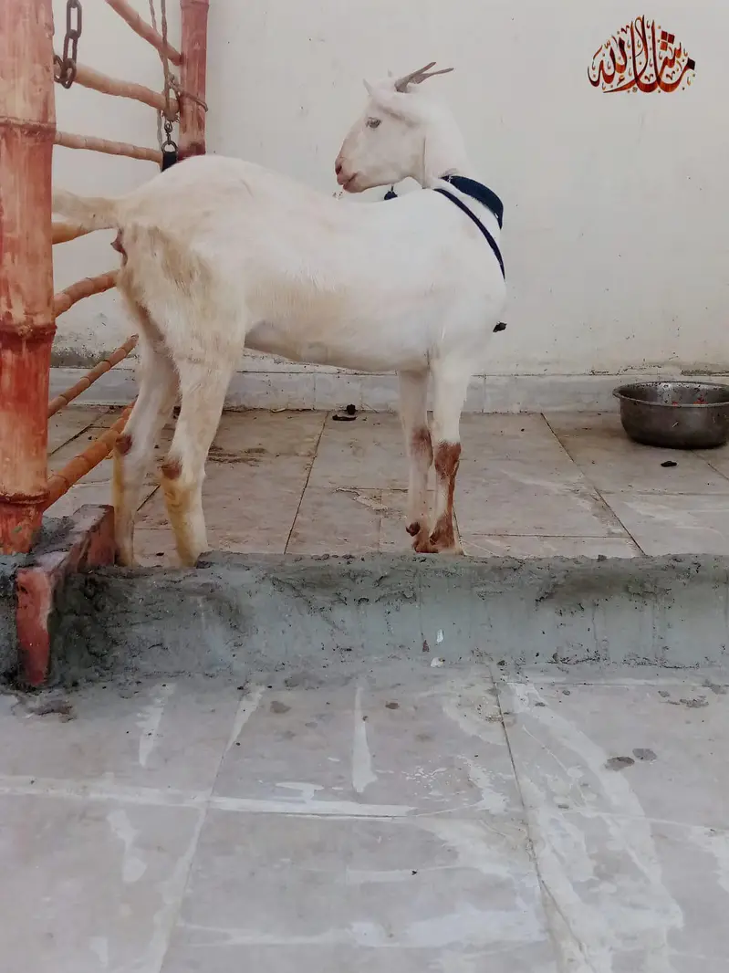 Abluck Gulabi Teddy female — photo 3