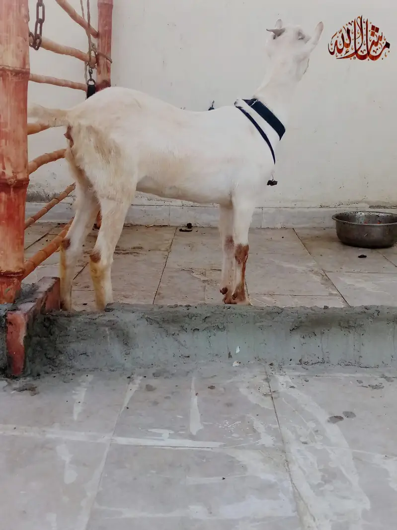 Abluck Gulabi Teddy female — photo 4