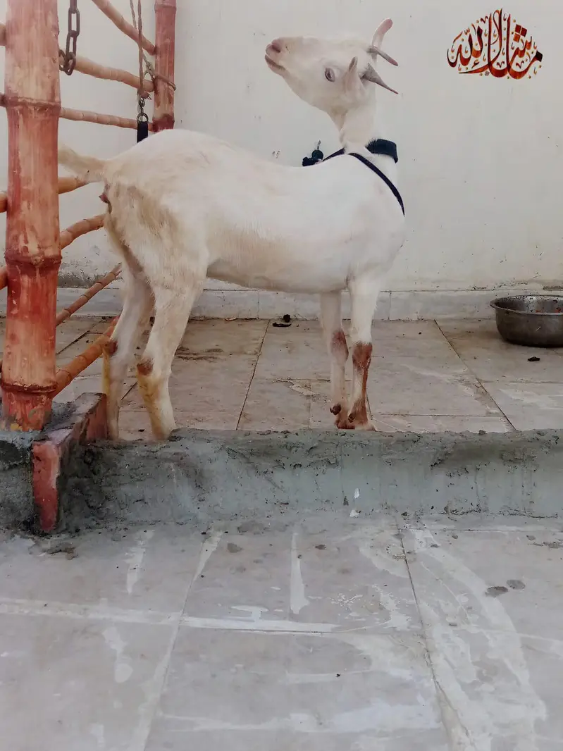 Abluck Gulabi Teddy female — photo 5